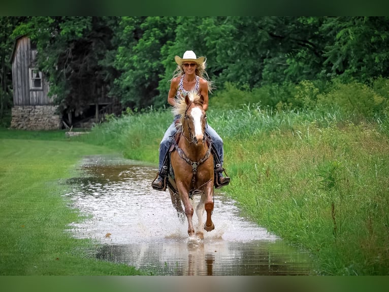 Appaloosa Gelding 6 years 14,1 hh Palomino in Flemingsburg KY
