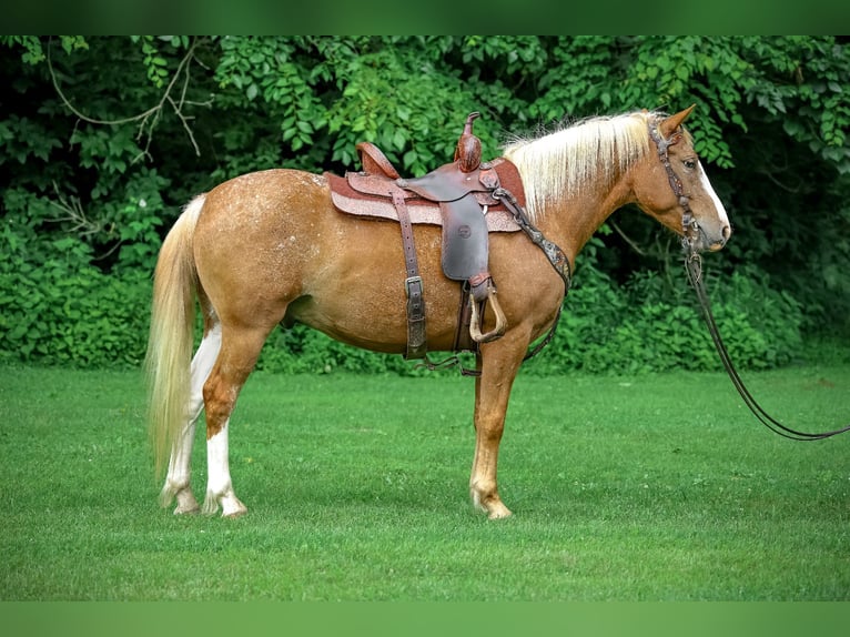 Appaloosa Gelding 6 years 14,1 hh Palomino in Flemingsburg KY