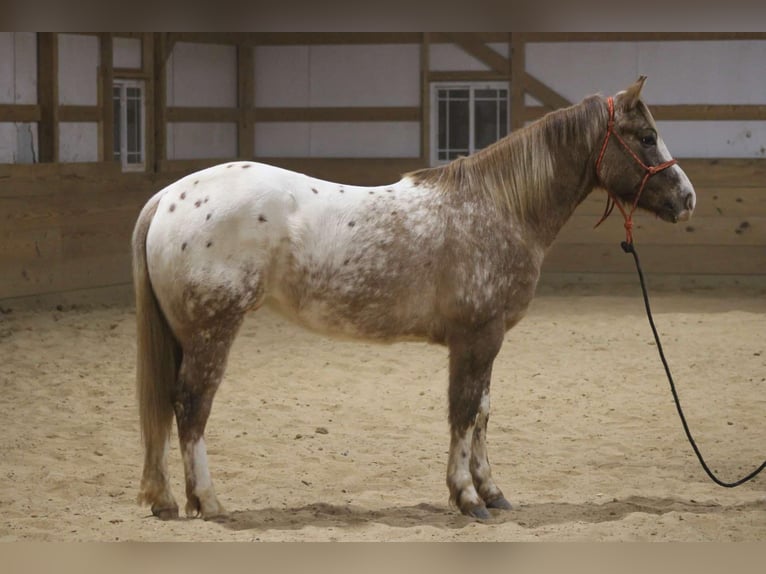 Appaloosa Gelding 6 years 14,2 hh in Sonora Ky