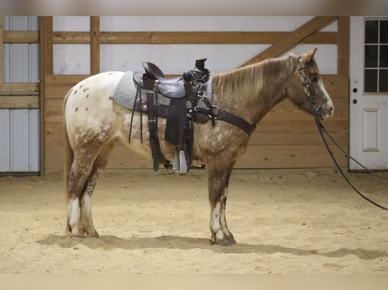 Appaloosa Gelding 6 years 14,2 hh in Sonora Ky