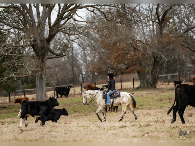 Appaloosa Gelding 6 years 14,3 hh Buckskin in Auburn