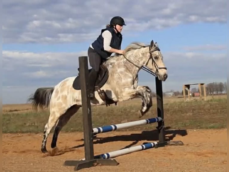 Appaloosa Gelding 6 years 14,3 hh Buckskin in Auburn