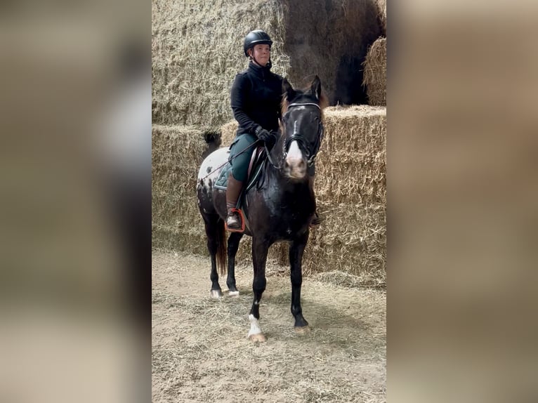 Appaloosa Gelding 6 years 14,3 hh Pinto in Pelmberg