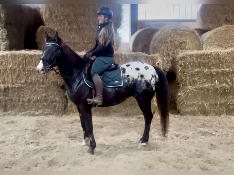 Appaloosa Gelding 6 years 14,3 hh Pinto in Pelmberg