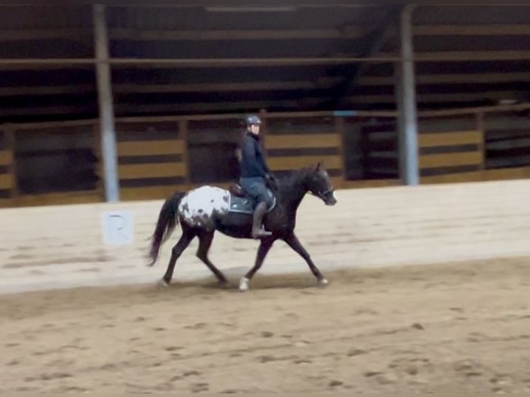 Appaloosa Gelding 6 years 14,3 hh Pinto in Pelmberg