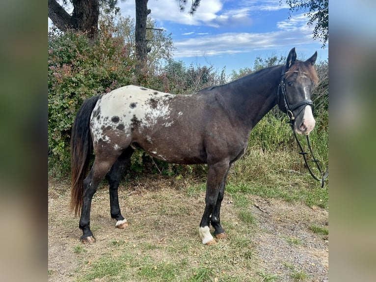 Appaloosa Gelding 6 years 14,3 hh Pinto in Pelmberg