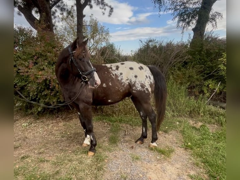 Appaloosa Gelding 6 years 14,3 hh Pinto in Pelmberg