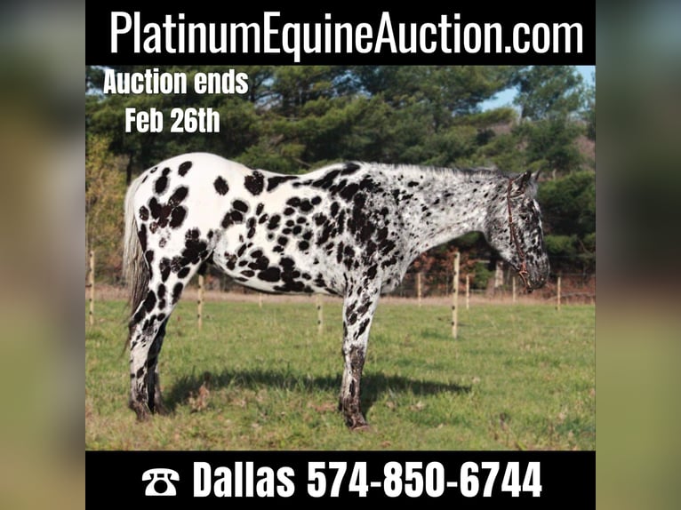 Appaloosa Gelding 6 years 15,1 hh Black in North Judson IN