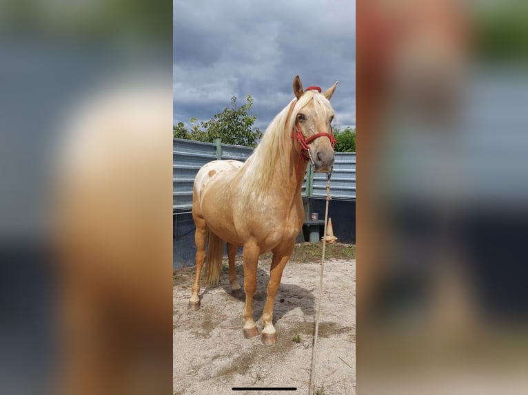 Appaloosa Mix Gelding 6 years 15,1 hh Champagne in Arzua