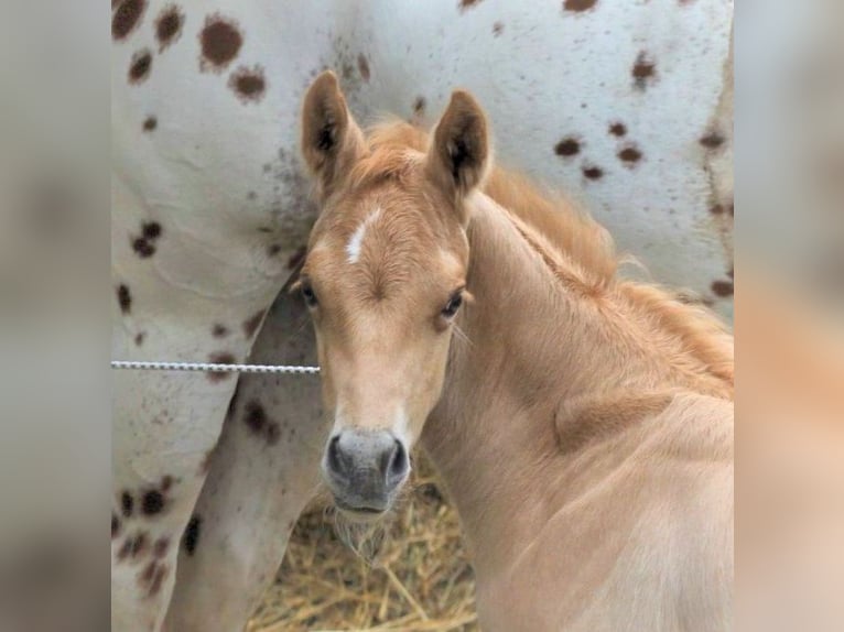 Appaloosa Gelding 6 years 15.2 hh Palomino in Kirtorf