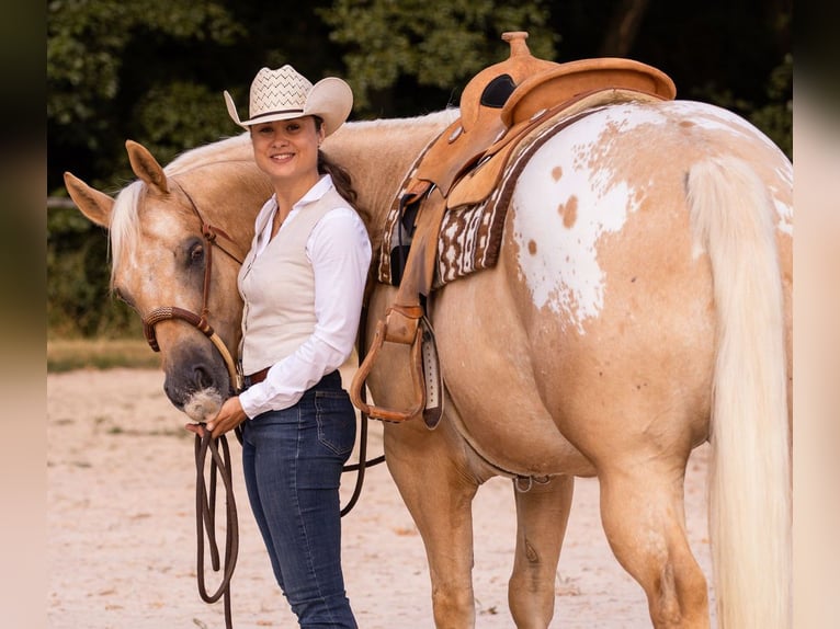 Appaloosa Gelding 6 years 15.2 hh Palomino in Kirtorf