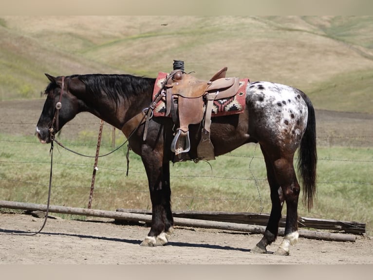Appaloosa Gelding 6 years 15 hh Bay-Dark in Tres Pinos