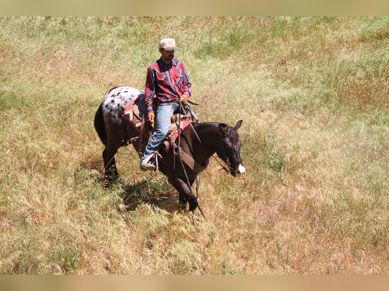Appaloosa Gelding 6 years 15 hh Bay-Dark in Tres Pinos