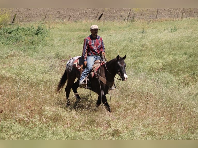 Appaloosa Gelding 6 years 15 hh Bay-Dark in Tres Pinos