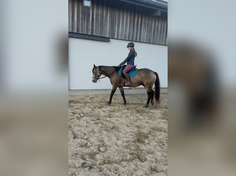 Appaloosa Gelding 6 years 15 hh Buckskin in Daleiden