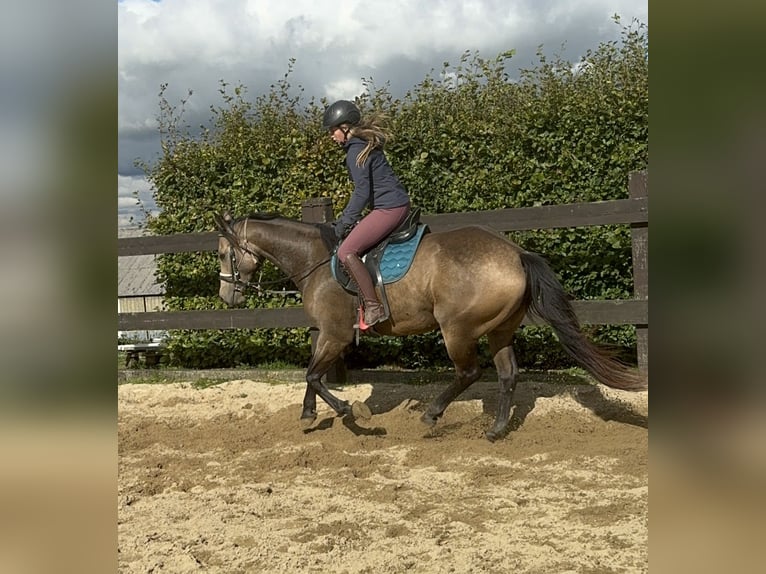 Appaloosa Gelding 6 years 15 hh Buckskin in Daleiden