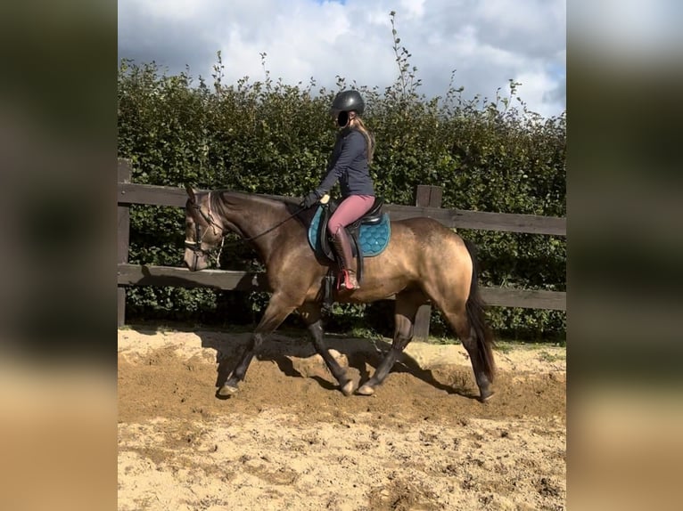 Appaloosa Gelding 6 years 15 hh Buckskin in Daleiden