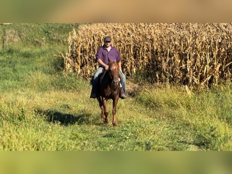 Appaloosa Gelding 6 years 15 hh Chestnut in Battle Creek