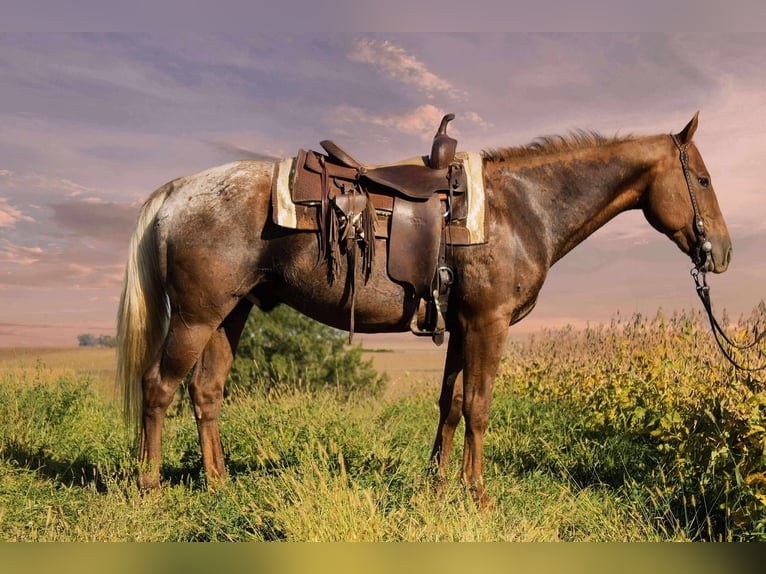 Appaloosa Gelding 6 years 15 hh Chestnut in Battle Creek