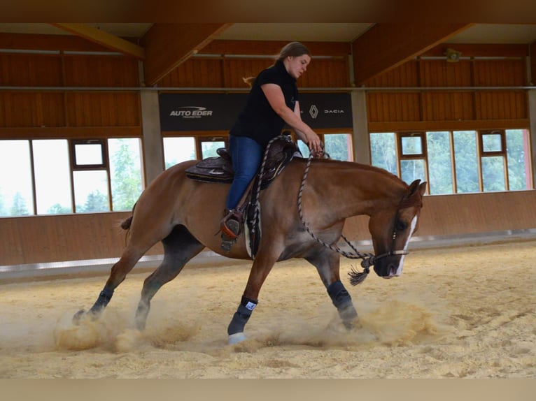 Appaloosa Gelding 6 years 15 hh Dun in Oberhaching