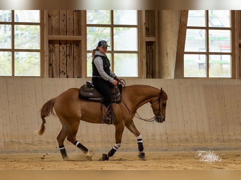 Appaloosa Gelding 6 years 15 hh Dun in Oberhaching