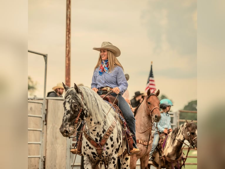 Appaloosa Gelding 6 years 15 hh in Salesville, OH