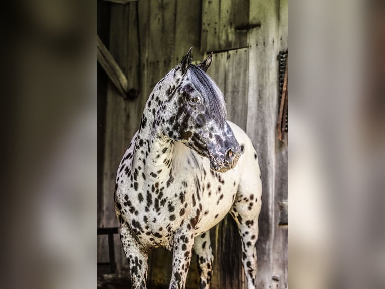 Appaloosa Gelding 6 years 15 hh in Salesville, OH