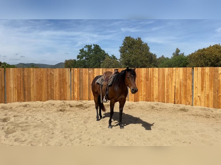 Appaloosa Mix Gelding 6 years 15,1 hh Brown in Zerf