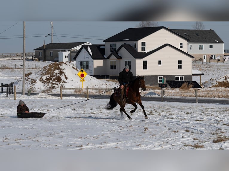 Appaloosa Mix Gelding 6 years 15,2 hh Bay in Fredericksburg