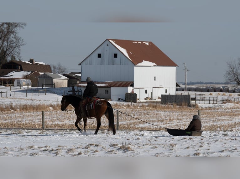 Appaloosa Mix Gelding 6 years 15,2 hh Bay in Fredericksburg