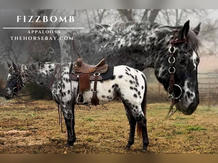 Appaloosa Gelding 6 years 16,1 hh Black in Sperry, OK