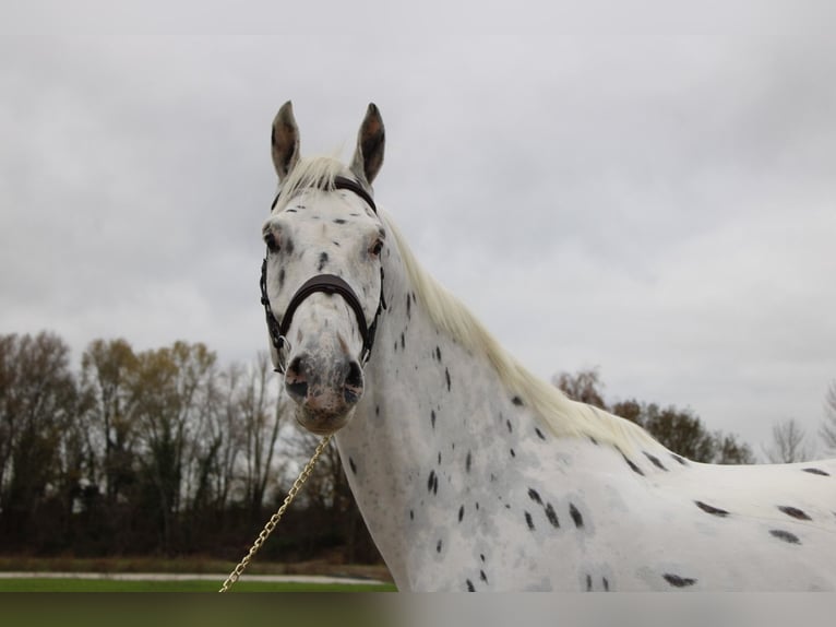 Appaloosa Gelding 6 years 17 hh Leopard-Piebald in Herne