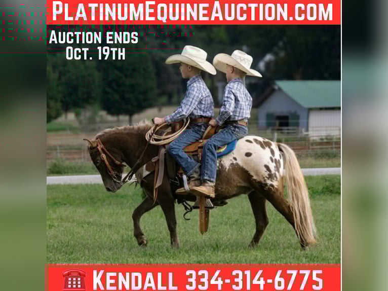 Appaloosa Gelding 6 years 9,2 hh Bay in Huntland TN