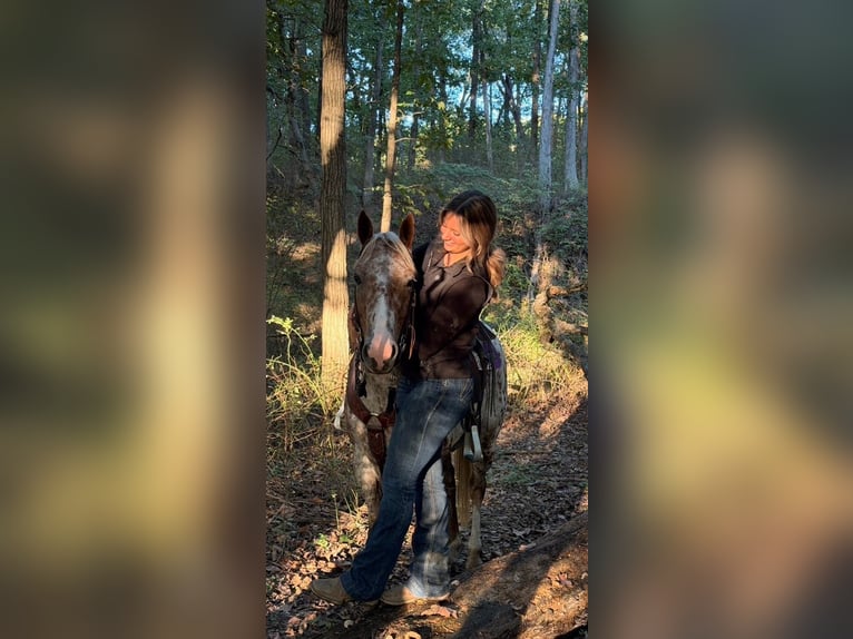 Appaloosa Gelding 6 years Chestnut in Moberly