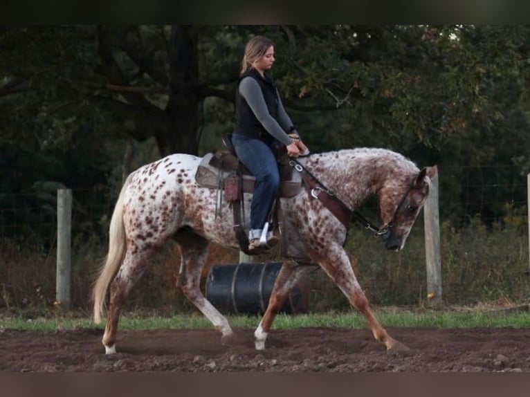 Appaloosa Gelding 6 years Chestnut in Moberly