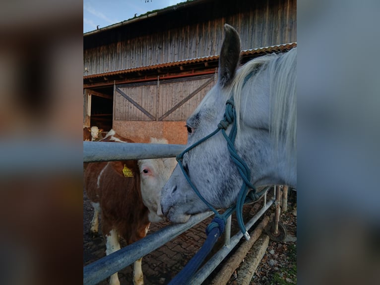 Appaloosa Gelding 6 years in Thyrnau