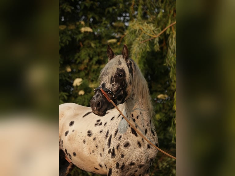 Appaloosa Gelding 6 years in PoysbrunnPoysbrunn