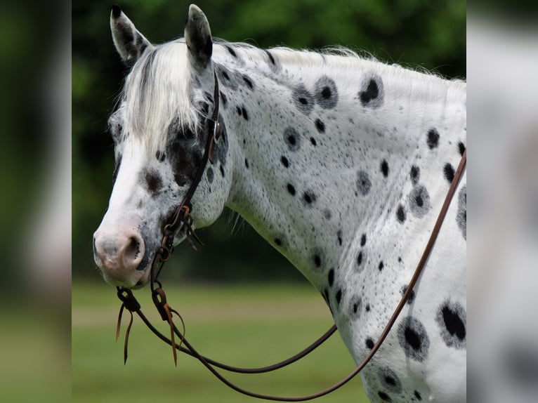 Appaloosa Gelding 6 years Leopard-Piebald in Amory