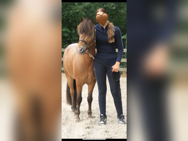 Appaloosa Mix Gelding 7 years 11,2 hh in Vierpolders