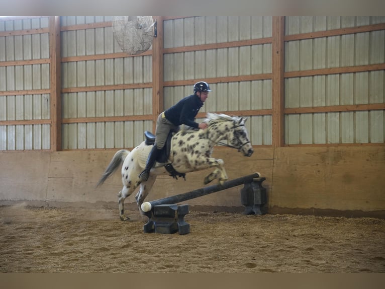 Appaloosa Gelding 7 years 13,3 hh in Fresno, OH