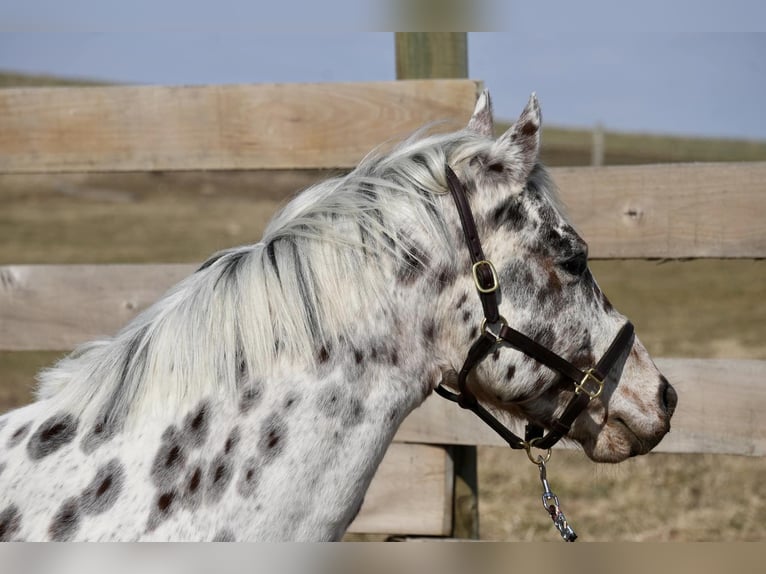 Appaloosa Gelding 7 years 13,3 hh in Fresno, OH