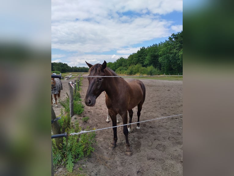 Appaloosa Mix Gelding 7 years 14,1 hh Gray-Dark-Tan in Hoevenen