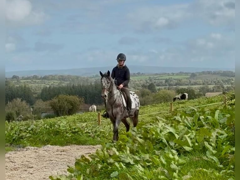 Appaloosa Mix Gelding 7 years 14.2 hh Leopard-Piebald in Trebbin