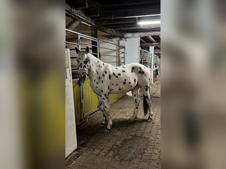 Appaloosa Gelding 7 years 14,2 hh Leopard-Piebald in Steinen