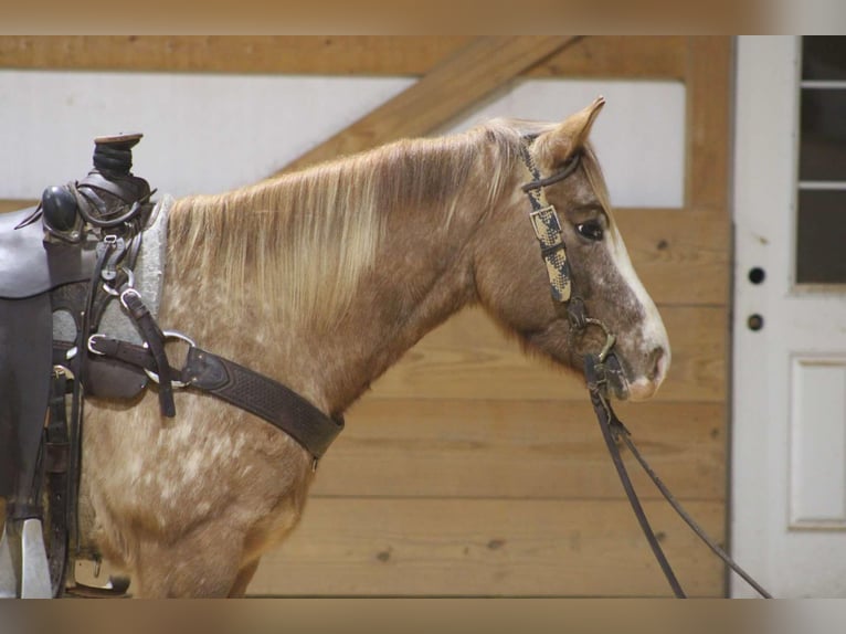 Appaloosa Gelding 7 years 14,2 hh Roan-Red in Sonora Ky