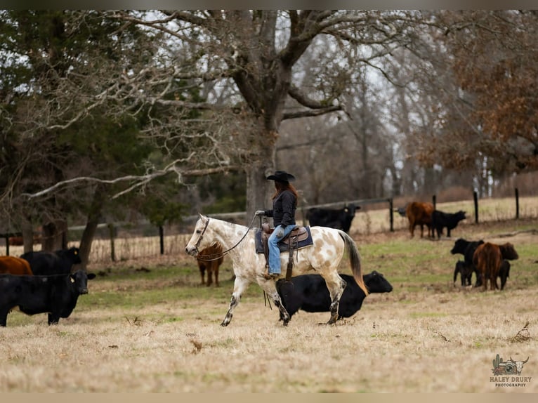 Appaloosa Gelding 7 years 14.3 hh Buckskin in Auburn