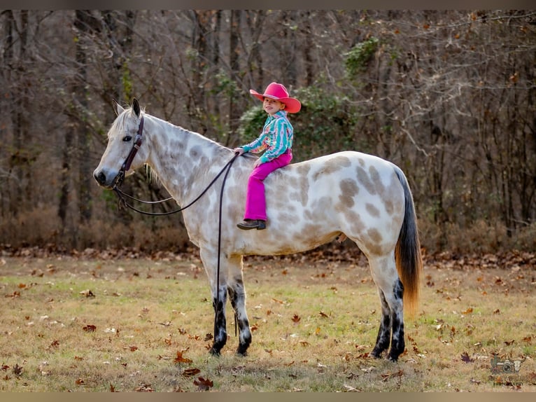 Appaloosa Gelding 7 years 14.3 hh Buckskin in Auburn