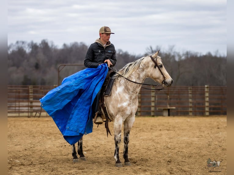 Appaloosa Gelding 7 years 14.3 hh Buckskin in Auburn