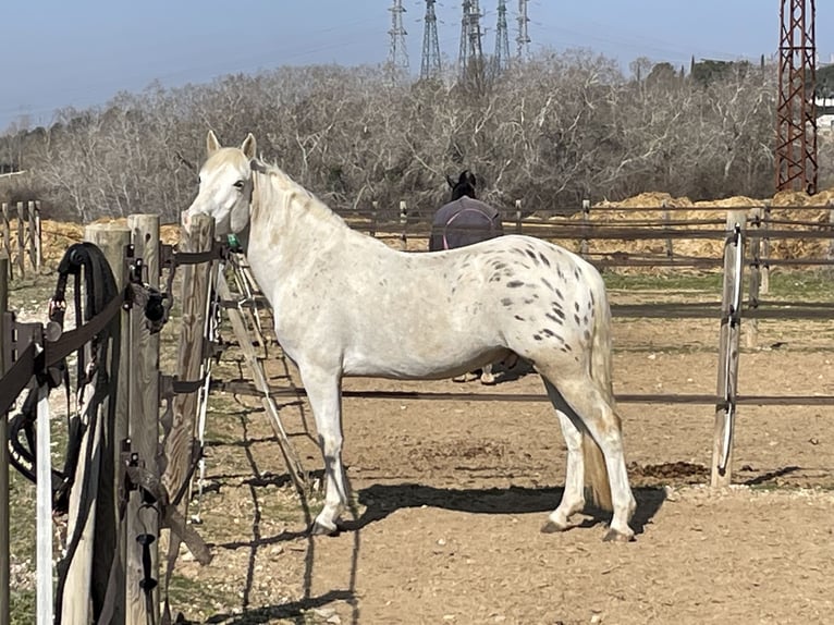 Appaloosa Mix Gelding 7 years 14,3 hh Leopard-Piebald in Neufvilles