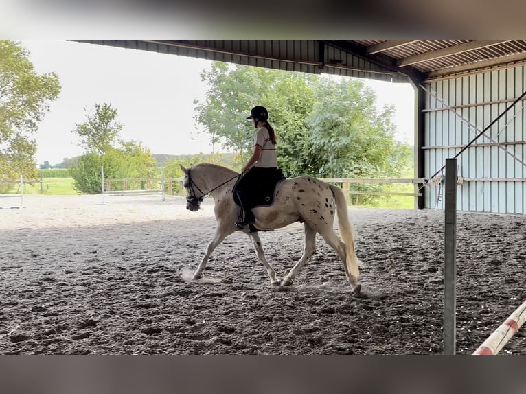 Appaloosa Mix Gelding 7 years 14,3 hh Leopard-Piebald in Neufvilles